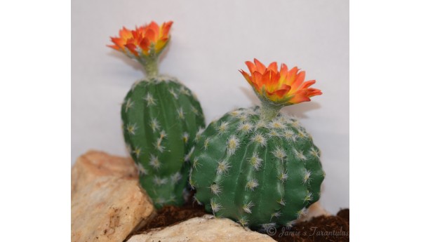 Bottle Cactus - Orange Burst